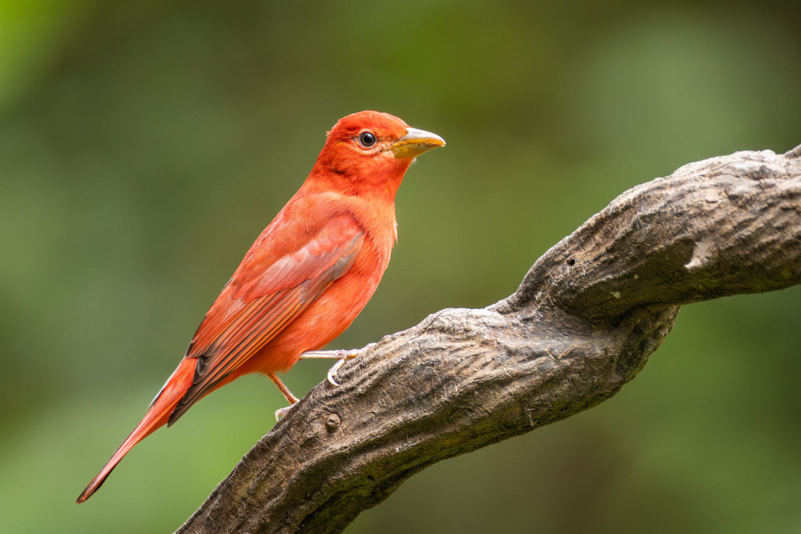 image Summer Tanager